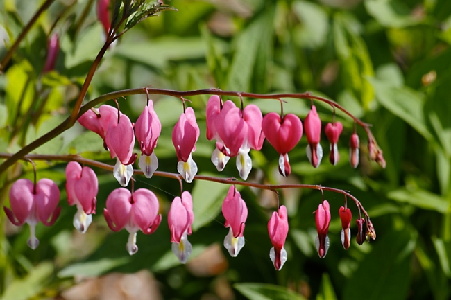 Jardin des Impressionnistes-052